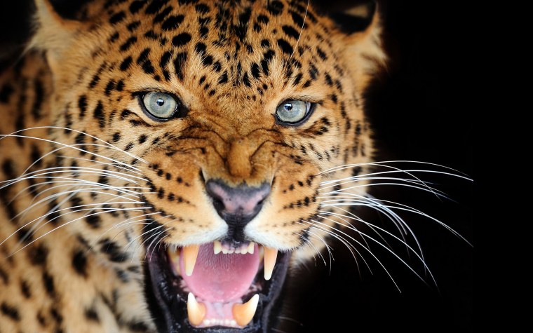 Леопард рычит