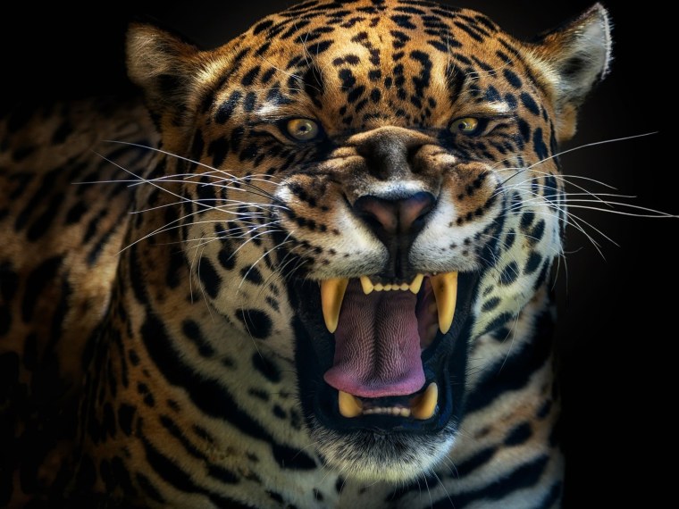 Хабаровский Барс