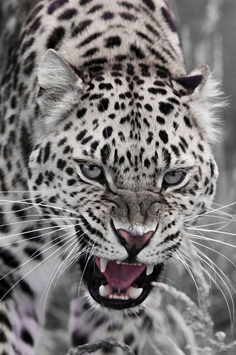 Ягуар леопард оскал