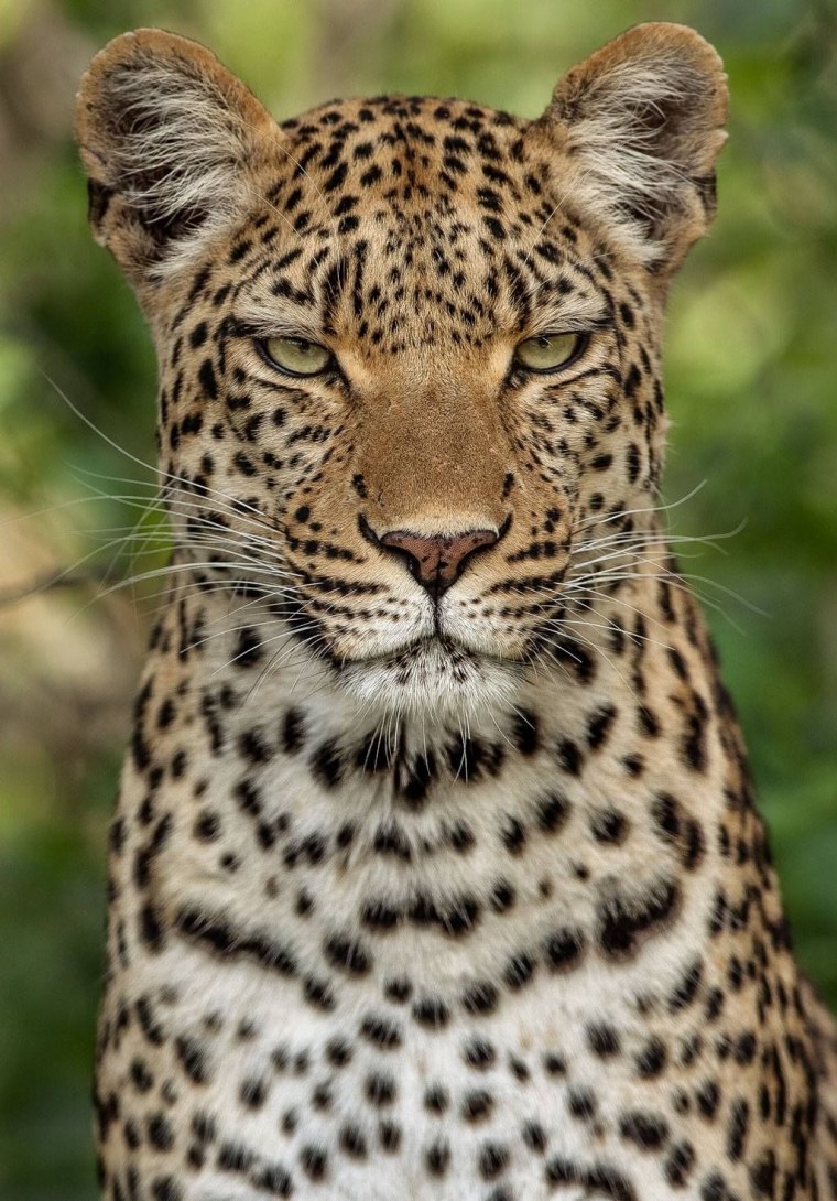 Красивая морда леопарда