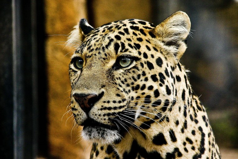 Гепард на аву