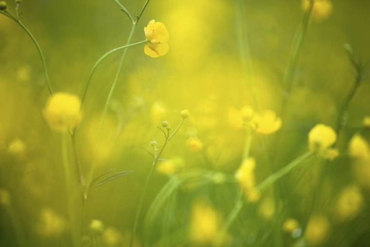 Желто зеленые цветы