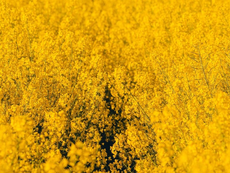 С желтыми цветами