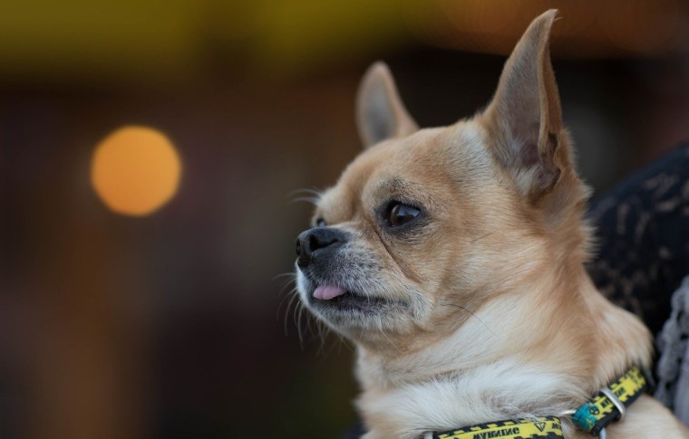 Заставка чихуахуа