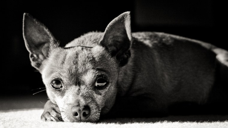 Чихуахуа темная