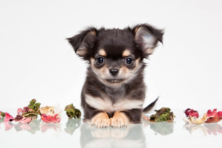 Чау чау Хуа