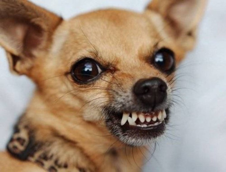 Чуя чихуахуа