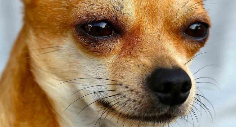 Мордашка чихуахуа