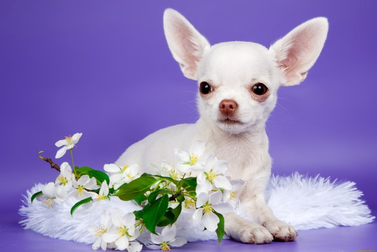 Чихуа белая с розовым