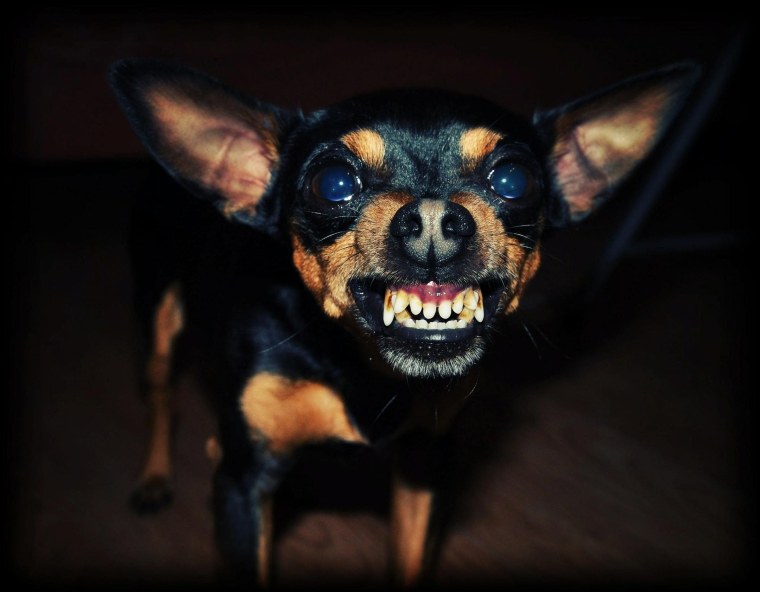 Собака на желтом фоне