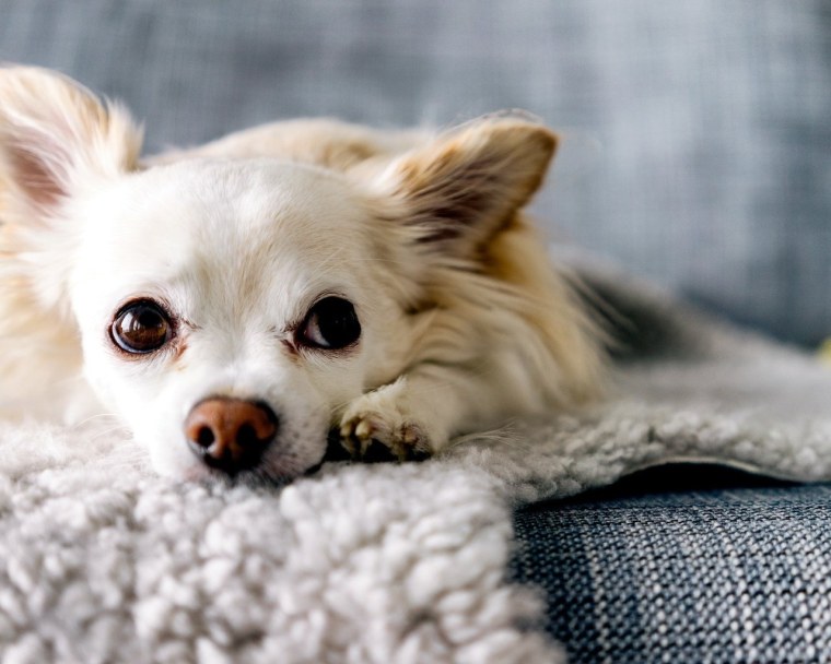 Рычание чихуахуа