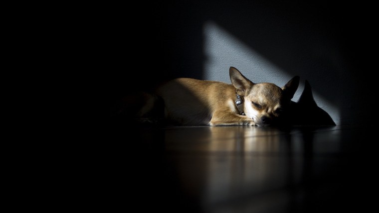 Чихуахуа на темном фоне