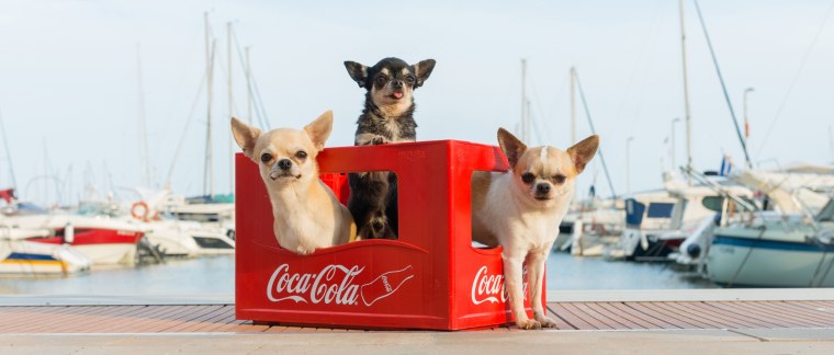 Чихуахуа за столом