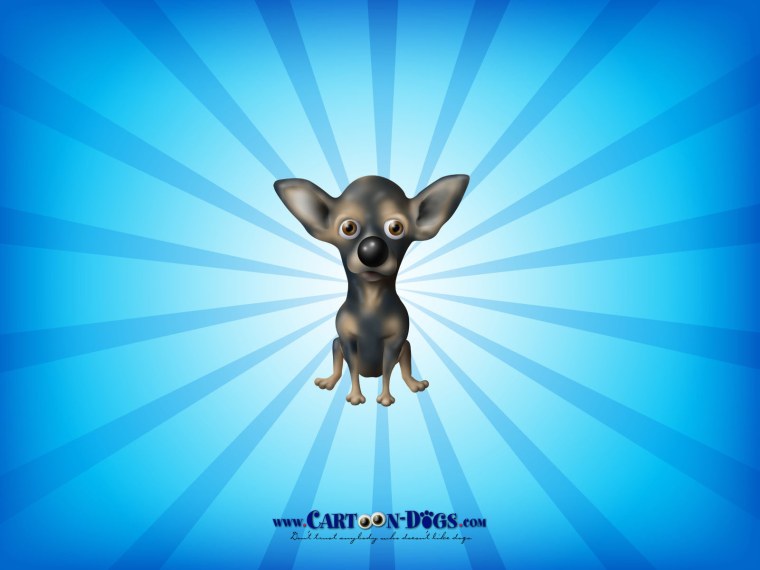 Заставка чихуахуа