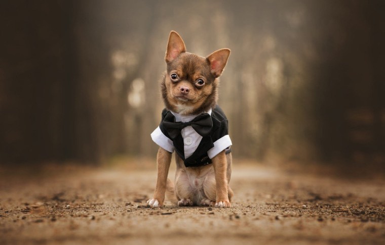 Обои на рабочий стол чихуахуа