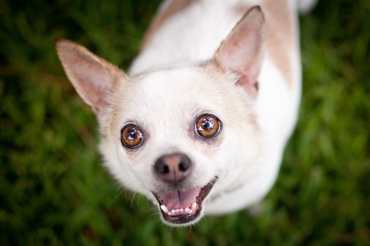 Картинки на рабочий стол чихуахуа