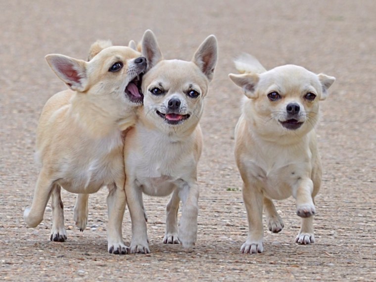 Чихуахуа мохнатые