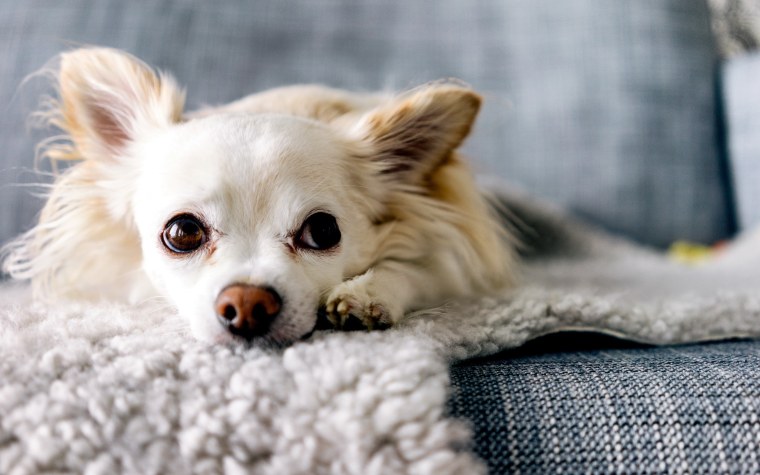 Американский чихуахуа