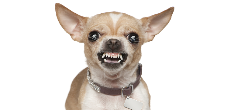 Крошка из Беверли-Хиллз фильм 2008