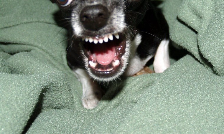 Красный чихуахуа