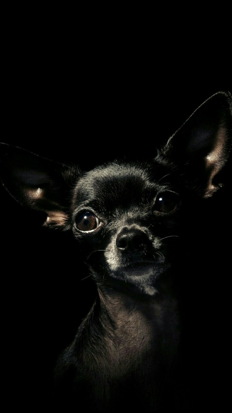 Маленькие собачки чихуахуа