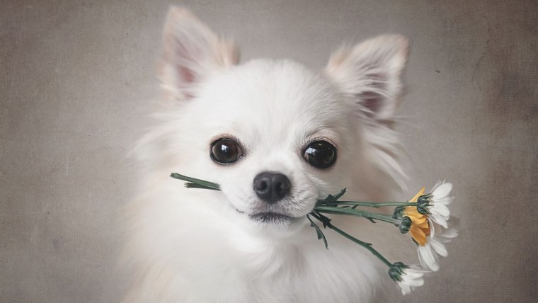 Чихуахуа с большими ушами