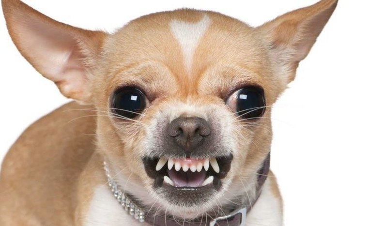 Злая собака чихуахуа