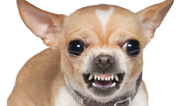 Самая маленькая собачка чихуахуа