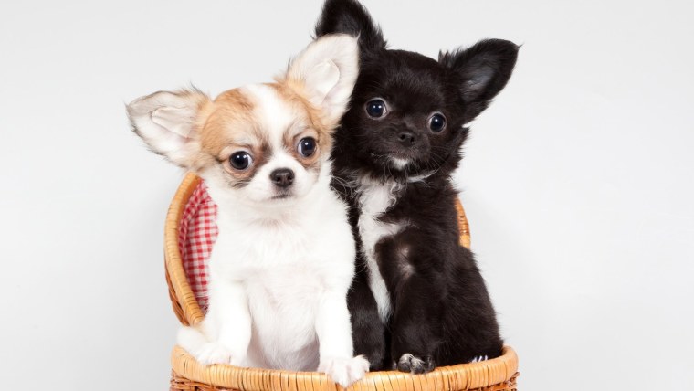 Грустная чихуахуа