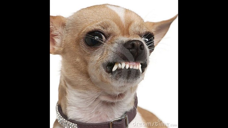 Чихуа Хуа Мем грустный