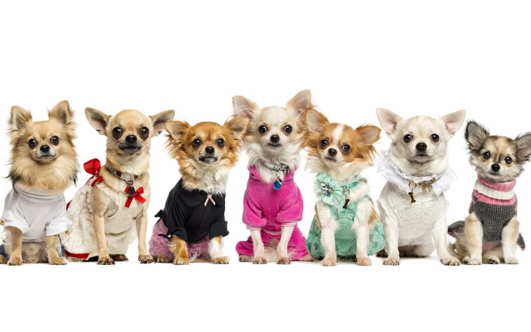 Порода собак чихуахуа чихуахуа