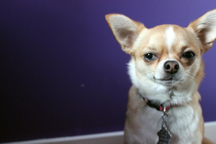 Чихуахуа без зубов фото