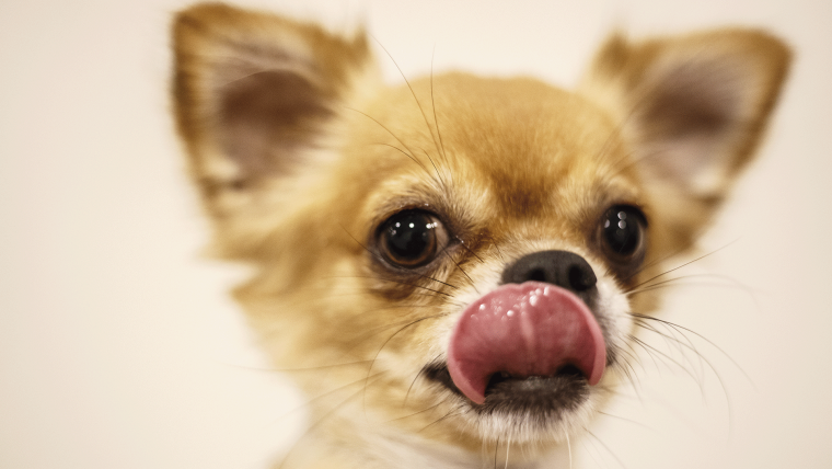 Чихуа Хуа злится