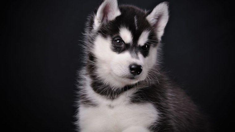 Сибирский хаски