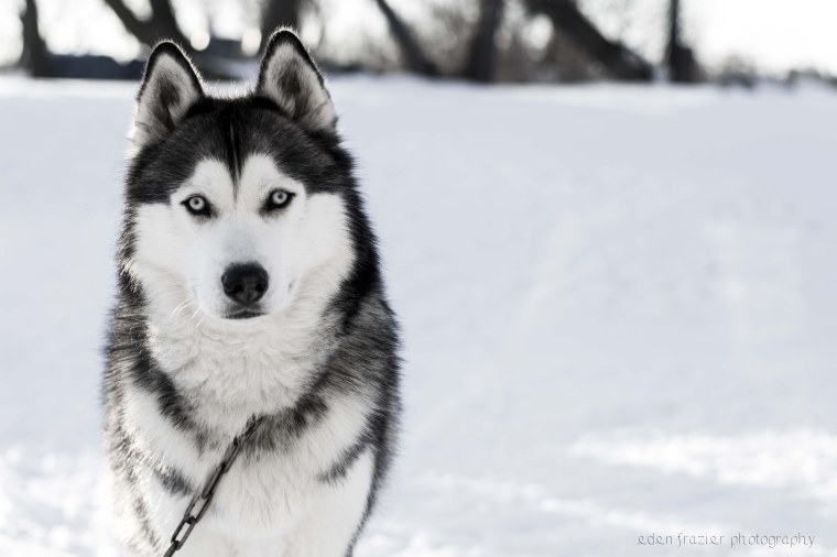 Сибирский хаски и закат