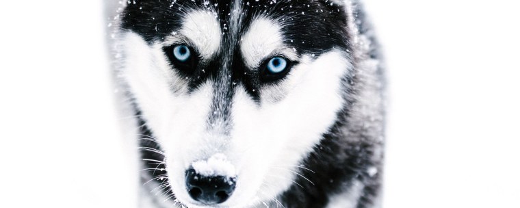 Хаски обложка