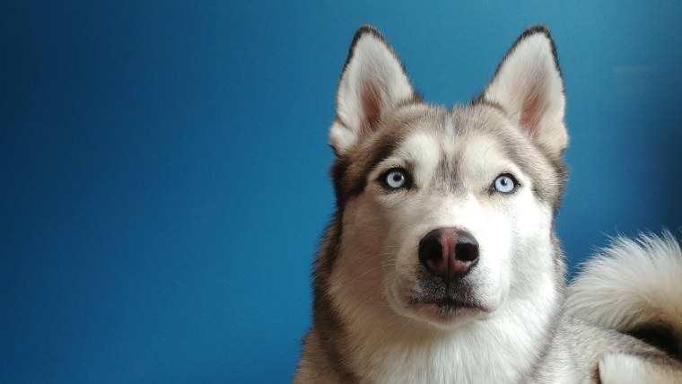 Сибирская лайка хаски