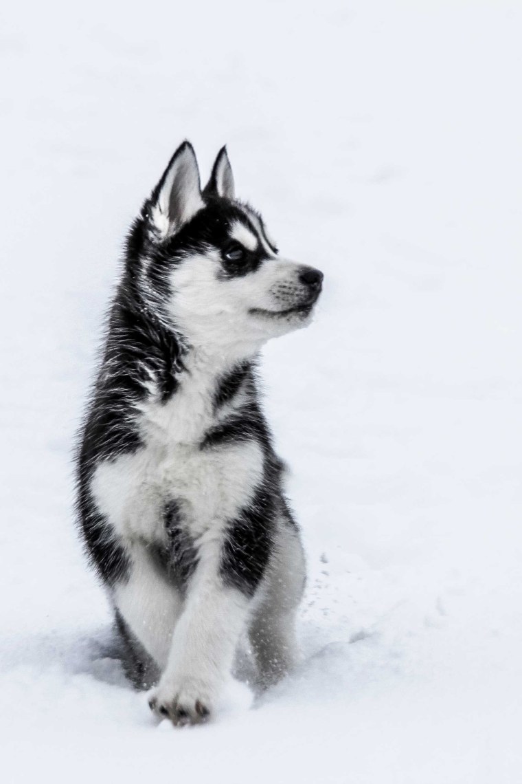 Собака на аву