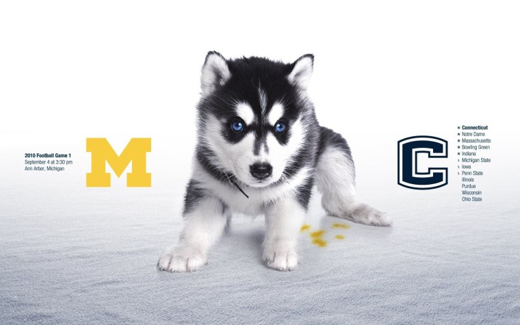 Хаски в снегу