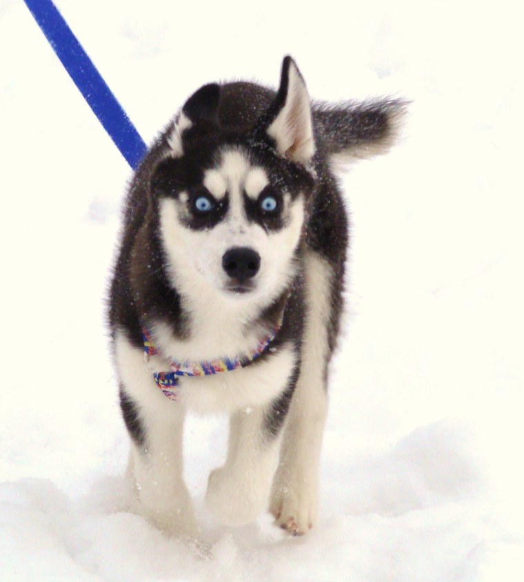 Породистые собаки хаски