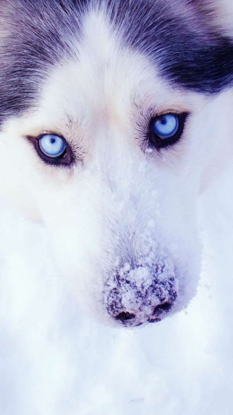 Хаски Винтер Ривер