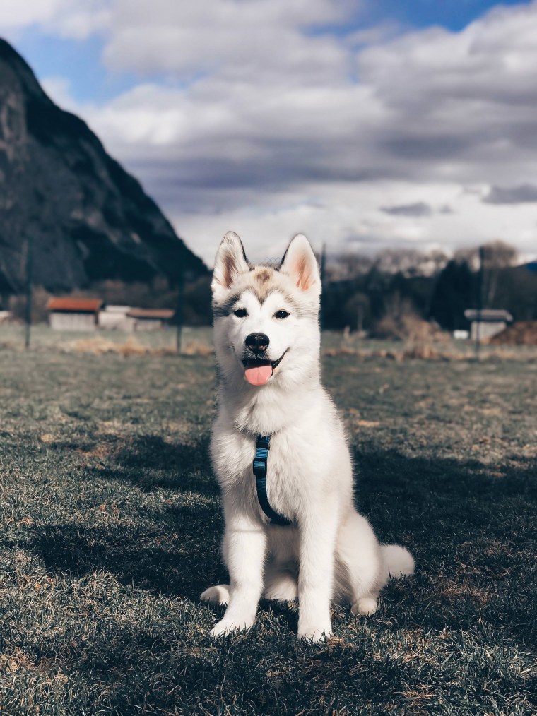 Западно Сибирская хаски