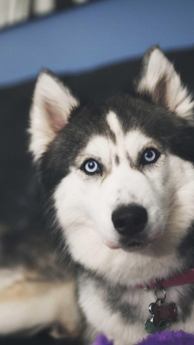 Сибирские хаски голубоглазые