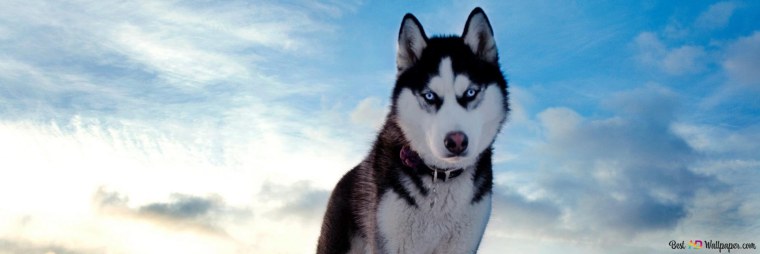 Фото профиля волк для ютуба 98 х 98