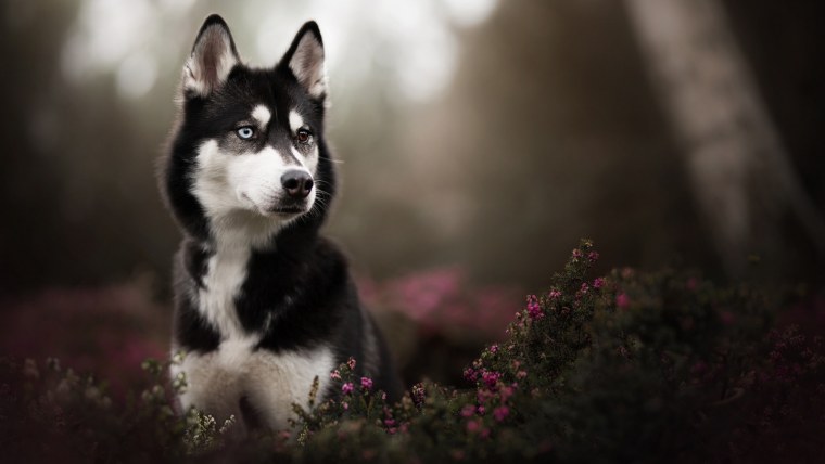 Волк хаски волк хаски