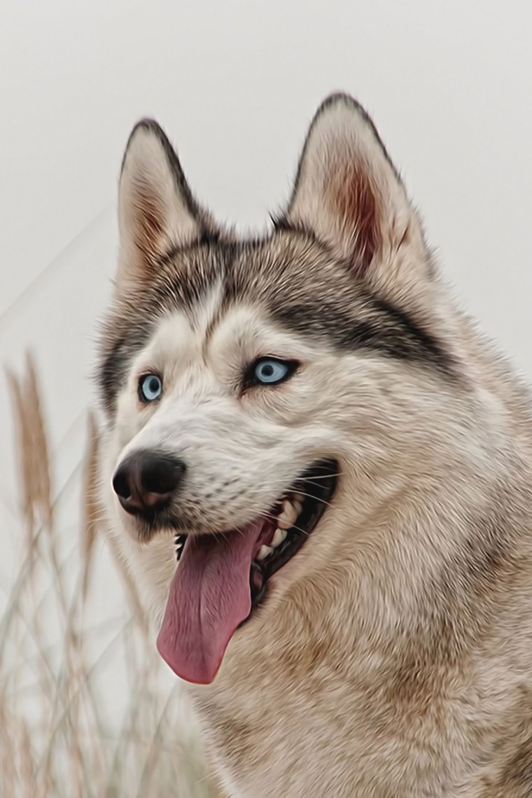 Сибирский хаски и волк