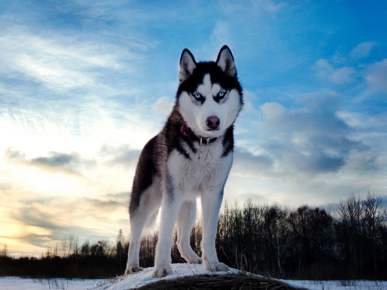 Крутые рисунки собак