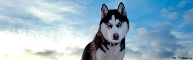 Хаски Биттер