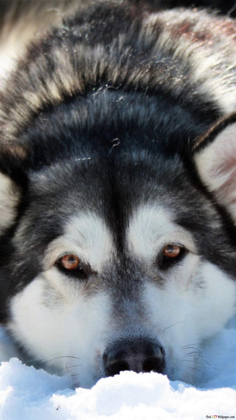 Топовые волки