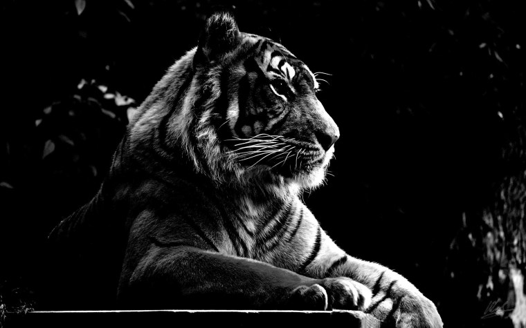 Тигр на черном фоне